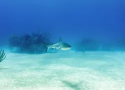 bmot-freeport-diveweek-.jpg.webp