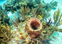 bmot-freeport-diveweek-__.jpg.webp