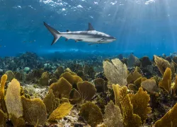bmot-nassau-paradise-island-.jpg.webp