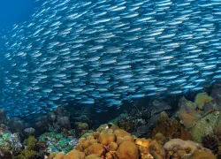 bonaire-diving-jennifer-penner.jpg.webp