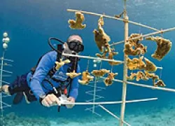 bonaire-reef-pilot_thumb.jpg.webp