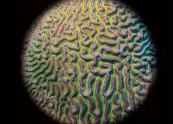 boulder-brain-coral.jpg.webp