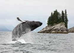 breaching-humpback-alaska-shutterstock-alexey-suloev.png.webp