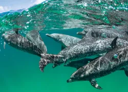 brent-durand-underwater-tips.jpg.webp