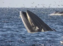 brydes-whale-facts.jpg.webp