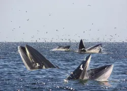brydes-whale.jpg.webp