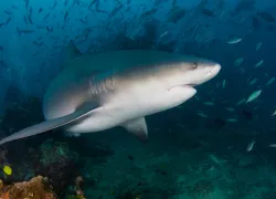 bull-shark-fiji-credit-kim-randall.jpg.webp