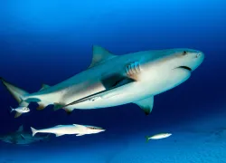 bull-shark-mexico-science-stop-shutterstock_.jpg.webp