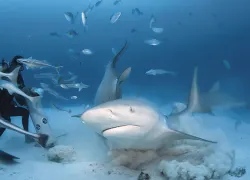 bull-shark-scuba-diver.jpg.webp