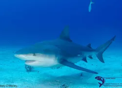 bullshark_maryomalley_.jpg.webp