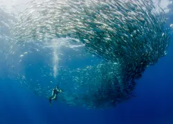 cabo-pulmo-marine-park.jpg.webp