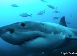 cage-diving-great-white-shark-neptune-islands-australia.jpg.webp
