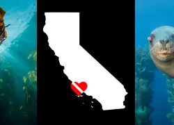 california-diving.jpg.webp