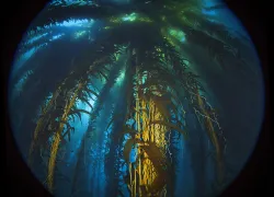 california_kelp_comeback_scd_curr_.jpg.webp