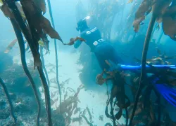 cape-radd-freediver-great-african-seaforest.png.webp