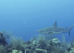 caribbean_reef_shark_belize_andy_zunz_teaser.jpg.webp