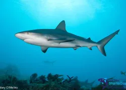 caribbeanreef_maryomalley.jpg.webp