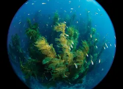 catalina-kelp.jpg.webp