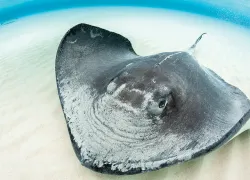 cayman-islands-diving.jpg.webp