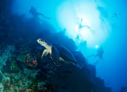 cayman_wall_dive.jpg.webp