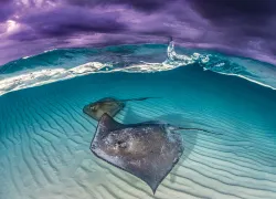 caymen-islands-sting-rays-alex-mustard.jpg.webp