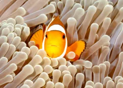 clownfish-anemone-shutterstock-cbpix.jpg.webp