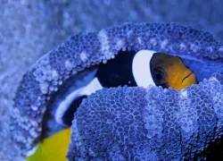 clownfish_diver_raamadan_shutterstock_.jpg.webp