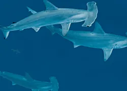 cocos-hammerheads-hero-bruce-shafer.png.webp