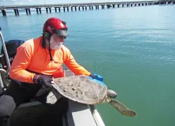 colin-limpus-turtle-release-nov--seahero.jpg.webp