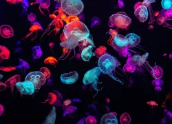 colorful-jellyfish-shutterstock-guitar-photographer.png.webp