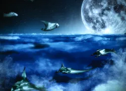 conor_culver.midnight_flights.scubadivingmagazine.septoctjpg.jpg.webp
