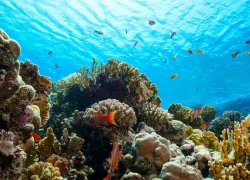 coral-reef-red-sea-shutterstock__.jpg.webp