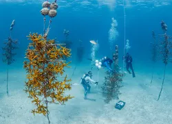 coral-rewsoration-brandon-cole-.jpg.webp