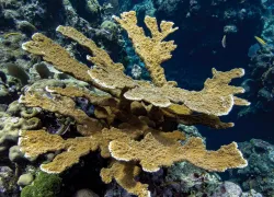 coral_acropora-palmata.jpg.webp