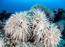 coral_bleaching_shutterstock.jpg.webp