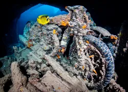 coralreef.alexmustard.scubadivingmagazine.may.jpg.webp