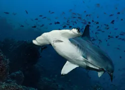 costa-rica-scalloped-hammerhead-shark-scu.jpg.webp