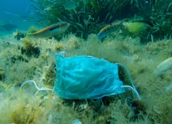 covid-mask-reef-shutterstock-andriy-nekrasov.jpg.webp