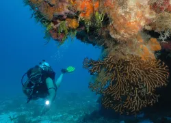 cozumel-buceo__.jpg.webp