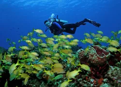 cozumel-diver-school-french-grunt-shutterstock-brian-lasenby.jpg.webp