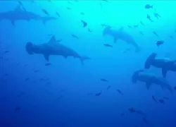 cressi-hammerheads-galapagos.jpg.webp