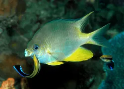 critter_hunt_so_you_want_.jpg.webp