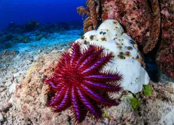crown-of-thorns-starfish-shutterstock-richard-whitcombe.png.webp