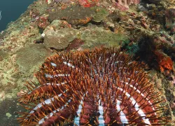 crown_of_thorns_scd_curr_.jpg.webp