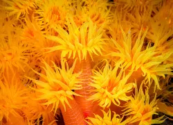 cup-coral-bajan-queen-barabados-henrietta-honor-passos.jpg.webp