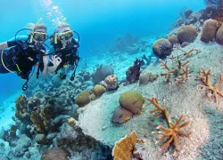 curacao-coral-restoration.jpg.webp