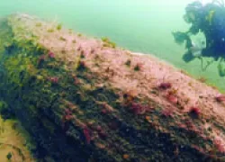 currents_forest_.jpg.webp