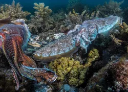 cuttlefish.jpg.webp