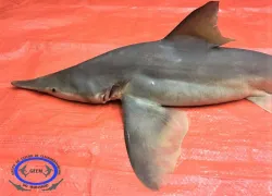 daggernose-shark.jpg.webp