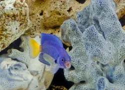 damselfish-shutterstock-roberto-dani.png.webp